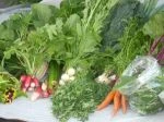 full share week 7: kale , mizuna, swiss chard, spinach, salad greens, radishes, beets , carrots, green garlic, rhubarb, and greek oregano