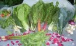 Full share week 12; salad greens, lettuce, swiss chard, bok choi, kale, radishes, green onion, green garlic, sno peas, rhubarb, chives, garlic scapes