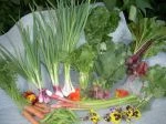 Full share week 10; arugula, lamb's quarter, endive, swiss chard, edible flowers, carrots, beets, radishes, green garlic, green onion, sugar snap peas, rhubarb