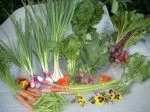 Full share week 14; swiss chard, endive, lambs quarter, green garlic, green onion, carrots, beets, radishes, sugar snap peas, edible flowers, rhubarb, mint