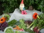 Full share week 8; salad greens, purple orach, swiss chard, kale, lettuce, sugar snap peas, carrot, radishes, green garlic, green onion, beets, chives