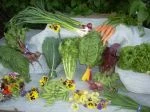 Full share week 9; salad greens, kale, endive, swiss chard, lettuce, edible flowers, beets, carrots, radishes, green garlic, green onions, sugar snap peas, cheves, dill