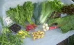 Full share week 13; kale, chard, chinese cabbage, lettuce, turnips, beets, new potato, summer squash, sugar snap peas, garlic scapes, purslane, black currants