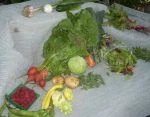 Full Share week 16; salad greens, swiss chard, kale, beet greens, garlic, onions, beets, cucumber, new potatoes, summer squash, fava beans, raspberries, oregano