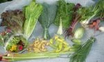 Full Share week 15; salad greens, lettuce, kale, swiss chard, beet greens, green onion, green garlic, beets, cabbage, cucumbers, summer squash, new potatoes, rhubarb, garlic chives