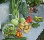 Full Share week 19; salad greens, kale, cabbage, beets, carrots, turnips, summer squash, tomatoes, new potatoes, cucumber, chives, herb