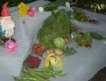 Full Share week 17; salad greens, swiss chard, kale, garlic, onion, beets, cucmbers, new potatoes, summer squash, fava beans, raspberries, herb