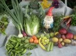 Full Share week 18; salad greens, chinese cabbage, onion, carrots, pepper, broccoli, new potatoes, summer squash, artichokes, tomatoes, cucmbers, mountain mint