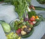 Full Share week 20; salad greens, cabbage, turnips, carrots, daikon radish, cucumbers, tomatoes, pepper, artichokes, new potatoes, summer squash, garlic, parsely, basil