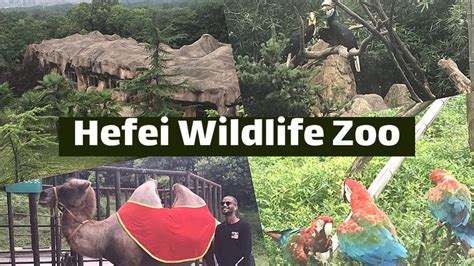  Die Hefei Wildlife Park - Ein Zoologisches Abenteuer für die ganze Familie?