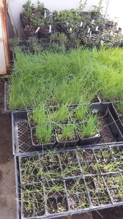 Onions, Mint, Thyme